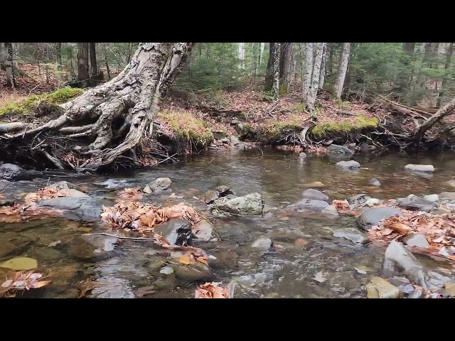 Gentle Stream under a Bridge