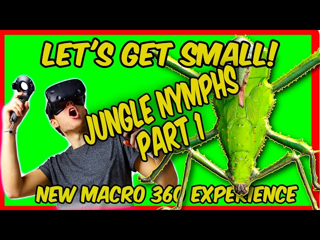 Macro VR Video | Giant Green Walking Stick Insects | MALAYSIAN JUNGLE NYMPHS PART 1