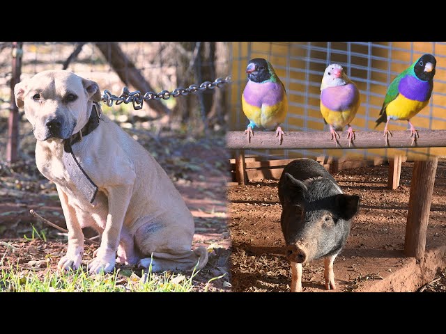 Hundreds of animals found trapped and suffering in Oklahoma