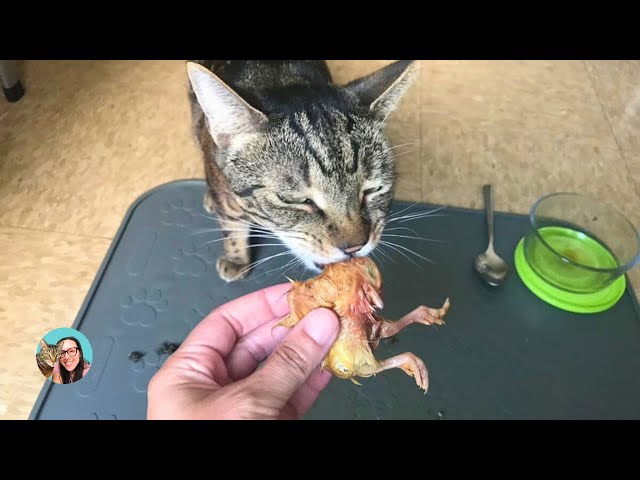 Jericho enjoying a day old chick | Whole prey feeding