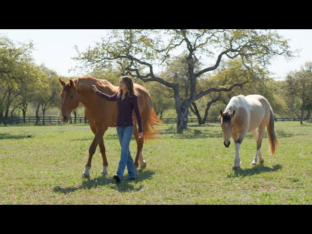 Find Happiness With Your Horse: The Willing Equine Academy