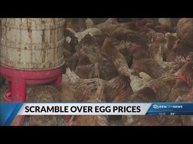 Stanly County poultry farmer sees increase in consumers requesting hens instead of eggs