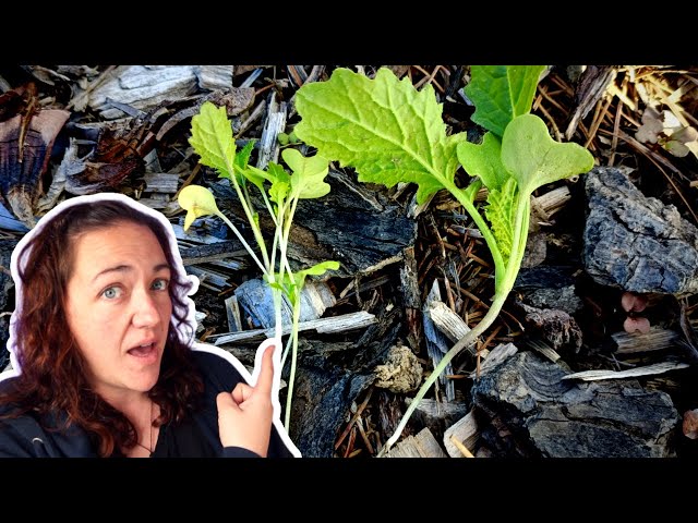 ELECTROCULTURE  WORKS?! testing 3 types of antenna