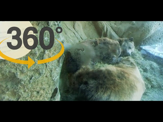 360 VR Videos 4K!! Virtual Zoo Visit | Visit the Minnesota Zoo with my family