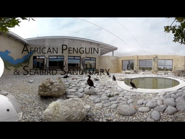 360 Video of penguins in Gansbaai, South Africa