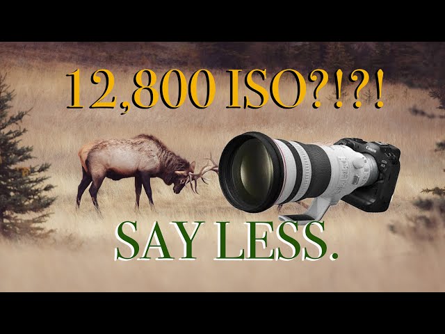 High ISO? No Problem | Canon R3 x RF100-500mm