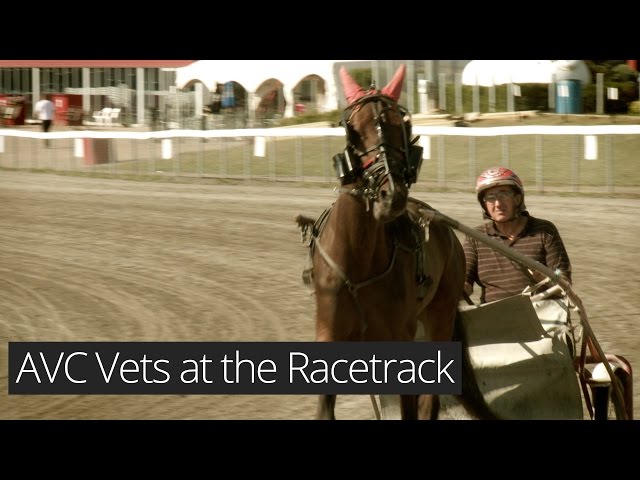 AVC Vets at the Racetrack