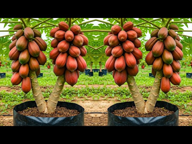 LIVE🔴🌿Best Way to Grow Papaya Trees at Home for Year-Round Harvest #livestream #live