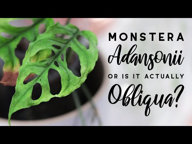 Monstera adansonii vs obliqua : Differences and an In-Depth Comparison | FEATURING A REAL OBLIQUA!