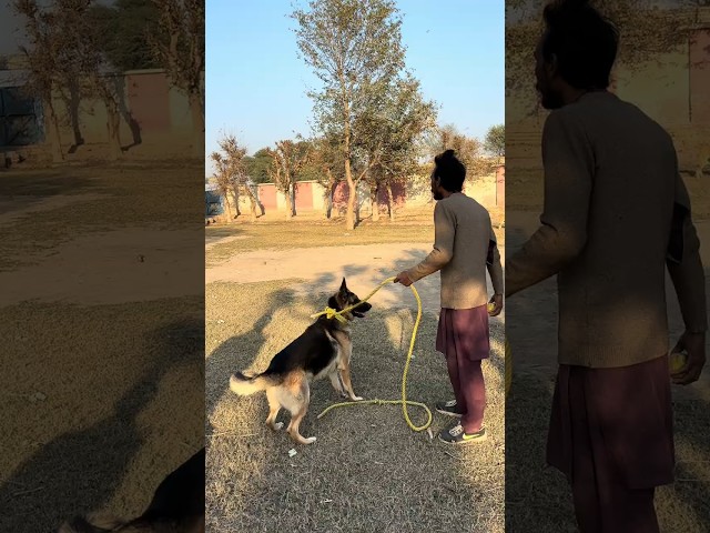 Trained German Shepherd Fetching Ball in Action | 17-Second Dog Video #shorts