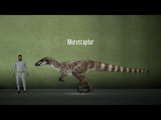 Murusraptor Walk Cycle