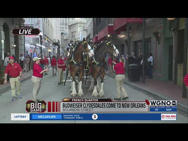 Budweiser Clydesdales arrive on Bourbon Street