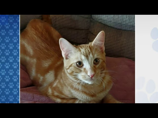 Pet of the week: Ginger the 10-month-old kitten