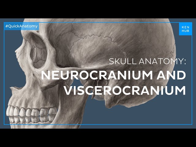 Head regions: Neurocranium and viscerocranium - Quick Anatomy | Kenhub