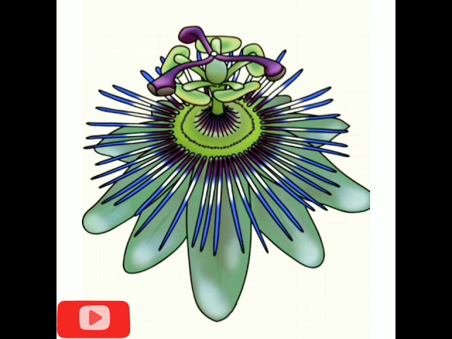 How to draw passion flower