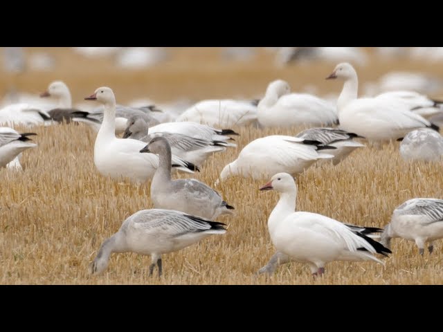 Hired to Hunt Season 4 #9:  In the Driver's Seat!  Goose and Duck Hunting.  Limit Hunts in Alberta.