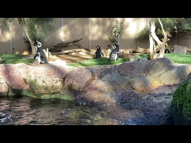 SeaWorld San Diego Magellanic Penguins [December 28, 2024]