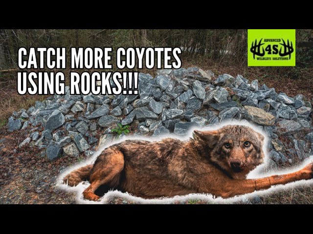 Catch More Coyotes using Rocks!!!