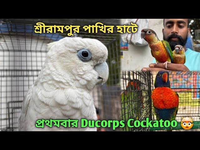 Serampore Pet Market 💥|🔥 Recent Bird Price Update | First Time Ducorps Cockatoo🤯