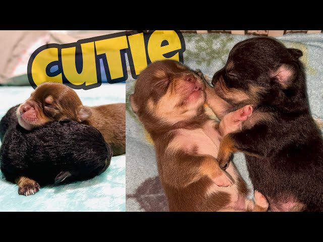 CHIHUAHUA PUPPIES Day 1-20 | Mulat na ang eyes!!! 😍