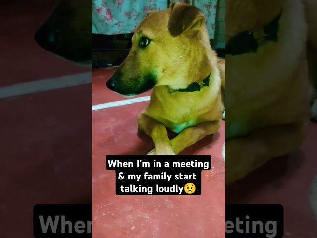 Daily ka routine hai ye #mydogbadal #shorts #youtubeshorts #dog @mydogbadal