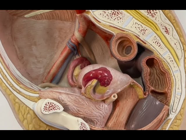 ANATOMIE FMPM  ANATOMIE DE L'UTERUS