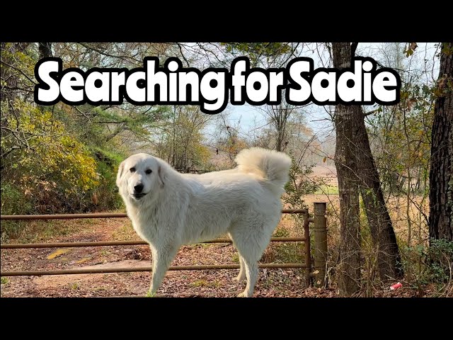 Searching for Missing Great pyrenees