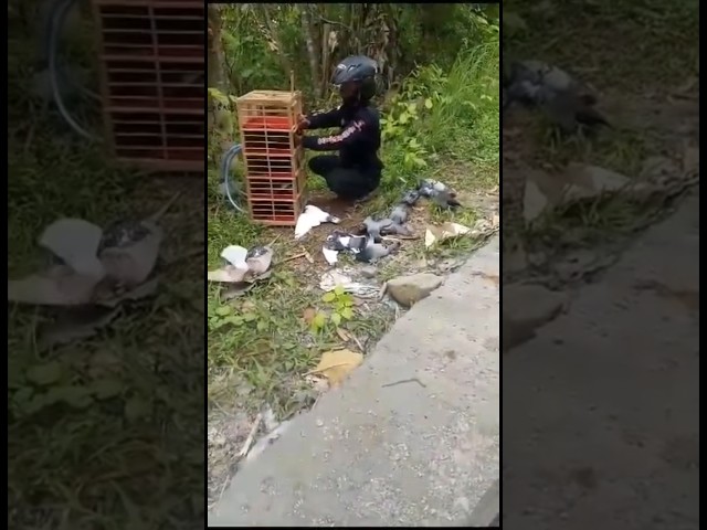 Viral merpati diserang lebah hutan #merpati1milyar #pigeon #merpatiplayer #burung