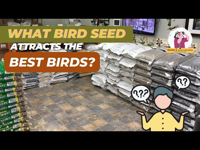 What Bird Seed Attracts The MOST Birds?