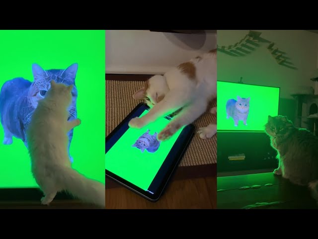 Cats React To Oiia Cat😹You Laugh You Lose 😂😹 Cat Brainrot 2025