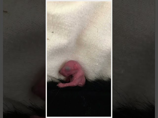 Quick little Slide show, rescued baby squirrel day one to week nine