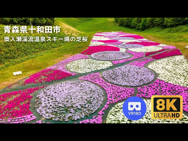 【8K VR180】奥入瀬渓流温泉スキー場 芝桜 | 青森県十和田市 | 2022年5月18日撮影