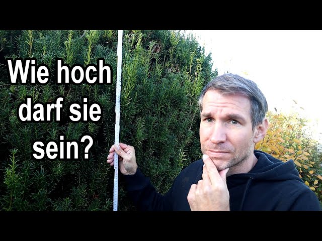 Nachbars Hecke - Wie hoch darf sie sein? Das sind eure Rechte!