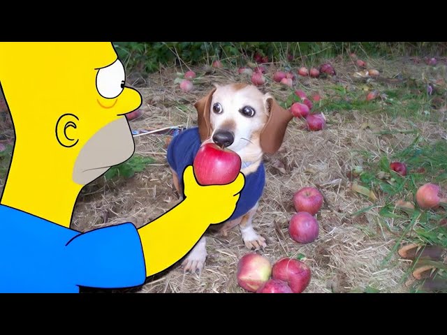 Dog with Apple in Mouth | Apple Dog AI Memes Compilation 6