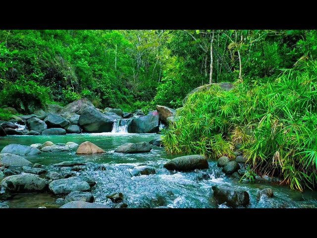 Relaxing River video for stress relief relaxing water sounds relaxing forest stream relaxing asmr