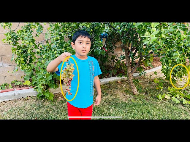 আমার বাড়ির উঠোনে আঙ্গুর Bangla Video -Grapes at the backyard