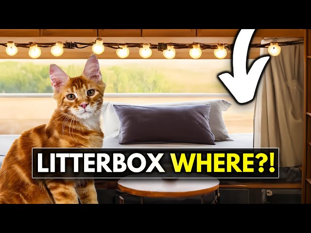 Full Time RV Living with Cats - ULTIMATE (HOW TO) GUIDE