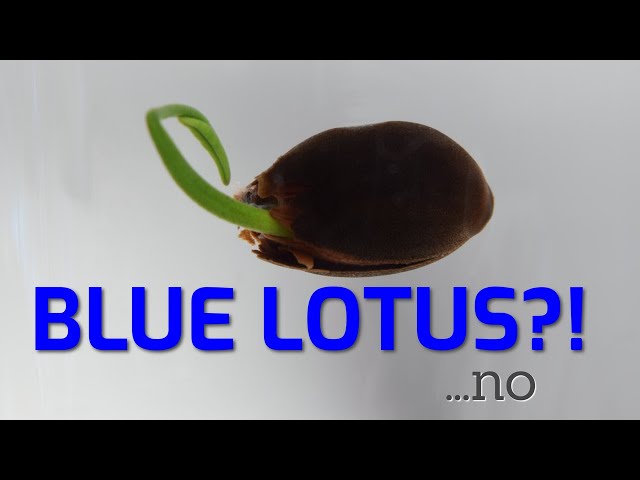 Germinating lotus and why they CAN'T be blue | Nelumbo nucifera