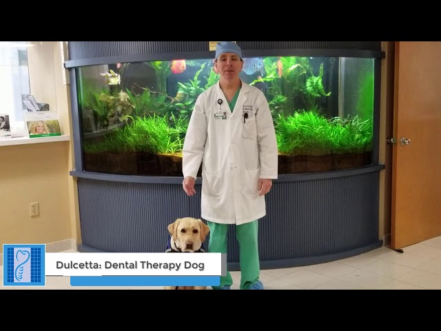 Meet Dulcetta Our Dental Therapy Dog