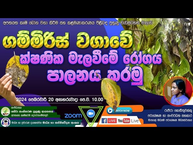 ගම්මිරිස් වගාවේ ක්ෂණික මැලවීමේ රෝගය පාලනය