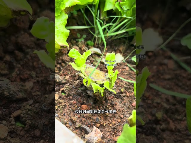 Don't pull up the lettuce by the roots when harvesting it.If you do this, it will grow more and more