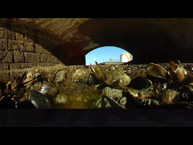 Boston Harbor Oyster Restoration