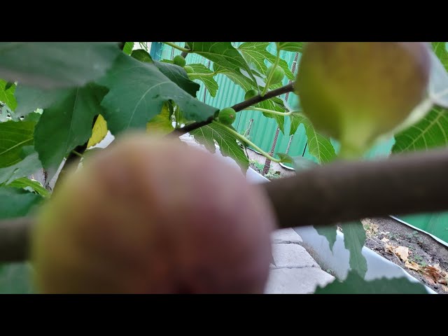 Fig. Harvest. @-sunflowers Dnipro.