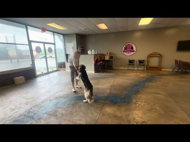 Bode's Owner Reunion | 15 Day Board & Train | #bulletproofdogtraining