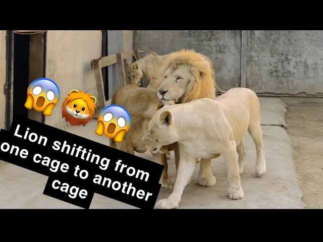 Lion shifting from one cage to another cage 😱🦁😱|Moeez khan|