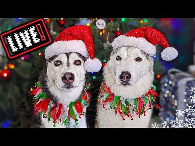 LIVE! My Dogs Open Gifts and Over 700 Cards!  Huskies Annual Christmas Card Exchange Q&A