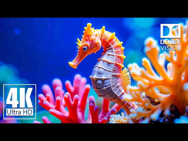 Ocean 4K ULTRA HD - Beautiful Reefs, Tranquil Marine Life, and Soothing Music for Calm Minds