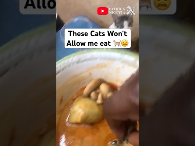 How these cats worried me for food #stories #cat #cats #fufu #africa #love #emotional