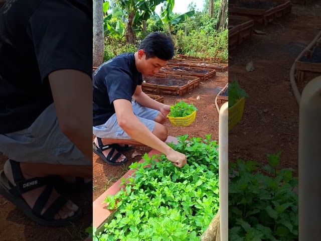 Rau húng lũi trồng chậu | ĐẤT ĐỎ Garden #garden #farming #gardening