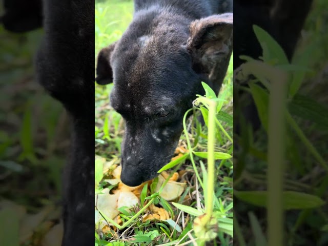 Dangerous Wild Dog Devours Crispy Snack – Shocking Footage!